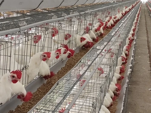 Layer Cages
