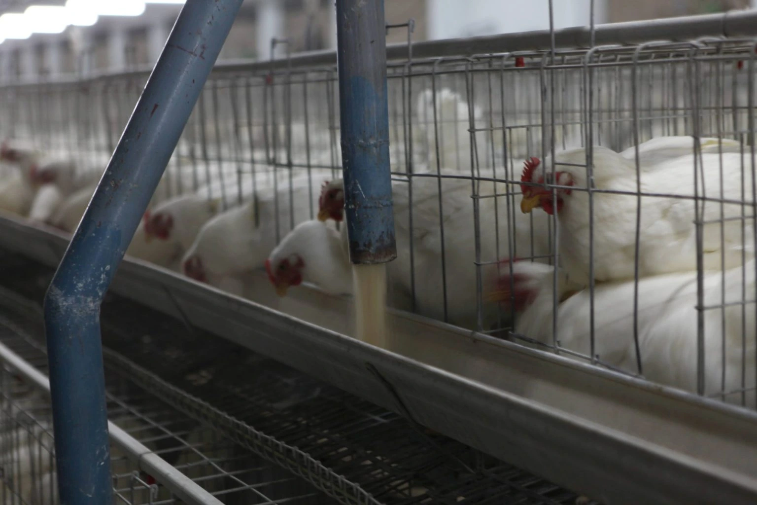 Feed Management
