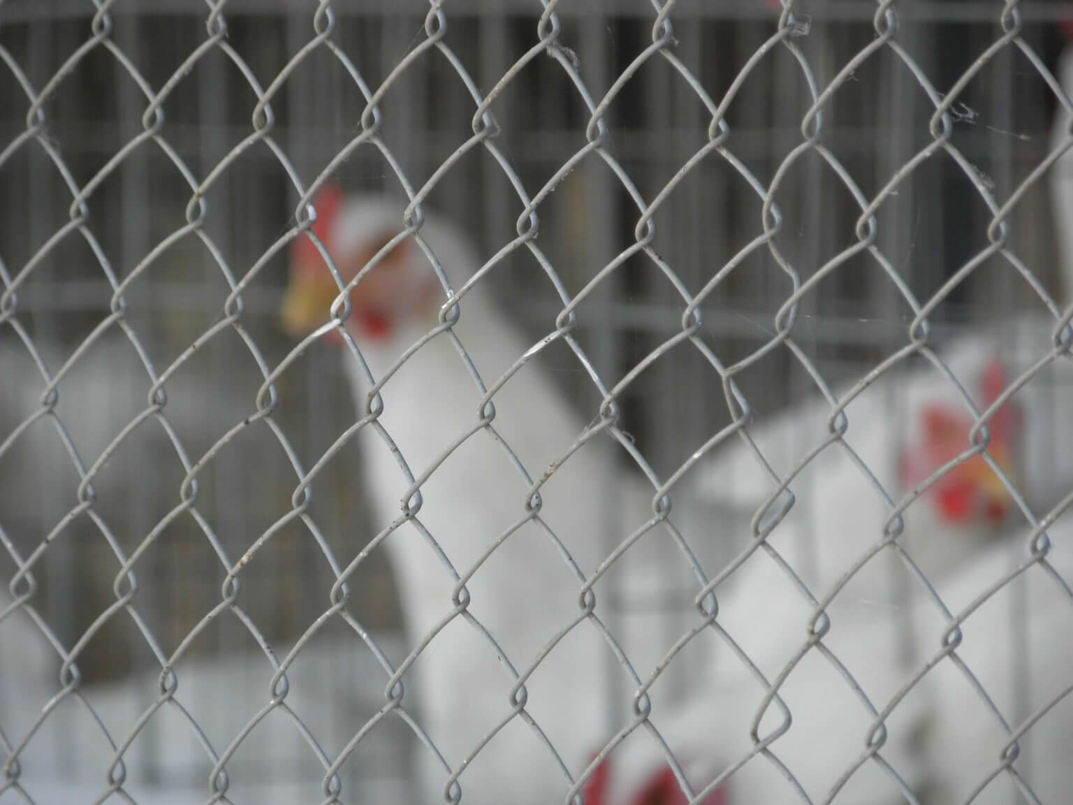 Fencing