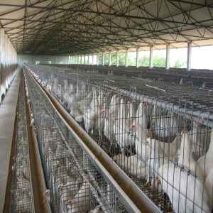 Grower Cages