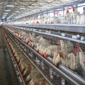 Special Design Cages