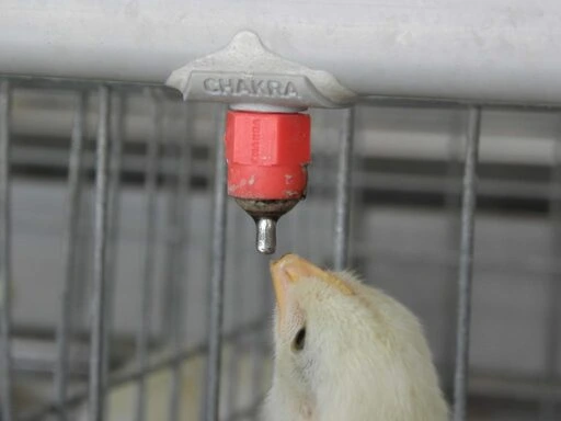 Water Drinking Systems