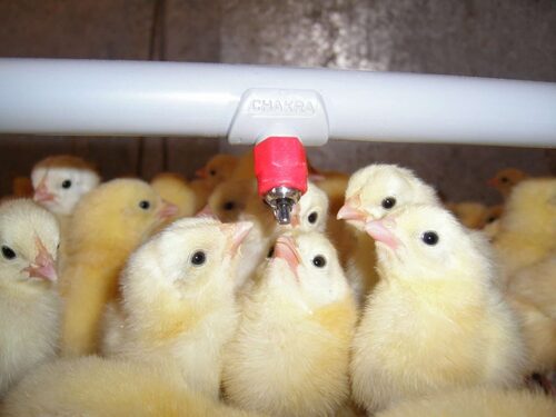 Water Drinking Systems