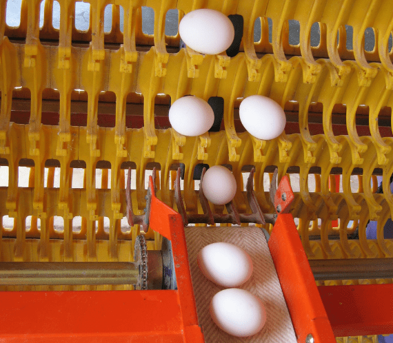 Egg Handling