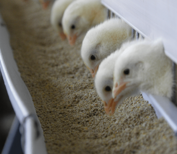 Feed Management