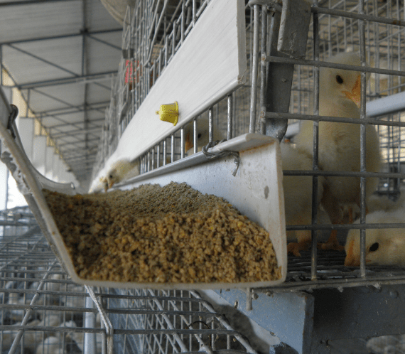 Feed Management