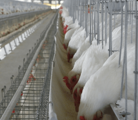 Feed Management