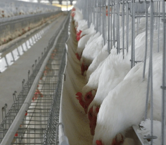 Feed Management