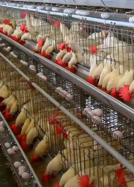 About Chakra Poultry Equipment